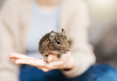 Şili degu sincabı ile oynayan genç bir kız. Çocuğun elinde oturan sevimli bir hayvan.