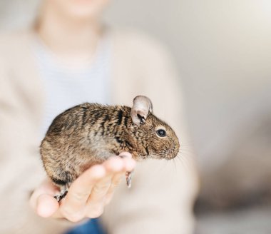 Şili degu sincabı ile oynayan genç bir kız. Çocuğun elinde oturan sevimli bir hayvan.