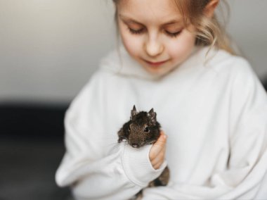 Küçük kız Şili degu sincabı ile oynuyor. Çocuğun elinde oturan sevimli bir hayvan.