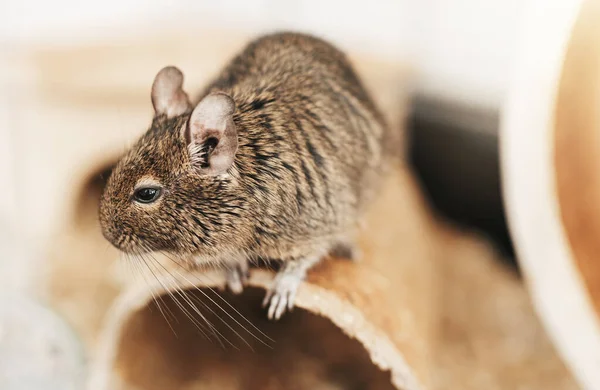 国内のペットであるデグリス かわいい灰色のマウス Degu — ストック写真