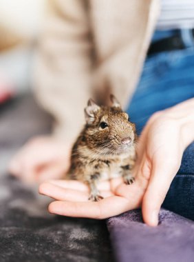 Şili degu sincabı ile oynayan genç bir kız. Çocuğun elinde oturan sevimli bir hayvan.