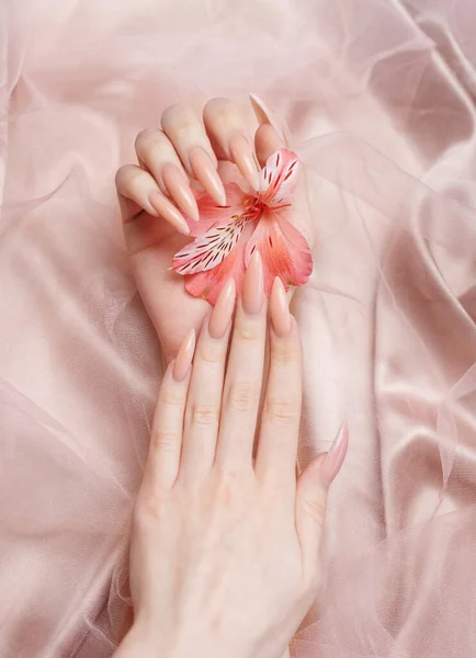 Elegant Pastellrosa Naturlig Manikyr Kvinnliga Händer Med Blommor Alstroemeria Rosa — Stockfoto
