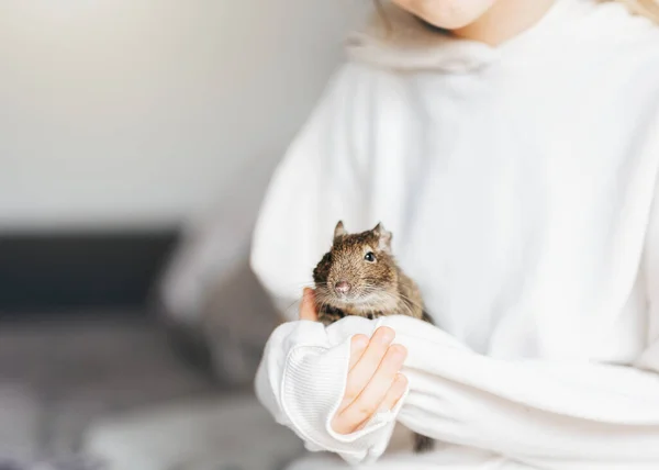 Nuori Tyttö Leikkii Söpö Chileläinen Degu Orava Söpö Lemmikki Lapsen — kuvapankkivalokuva