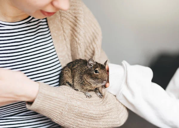 stock image Young girl playing with cute chilean degu squirrel.  Cute pet sitting on kid's hand