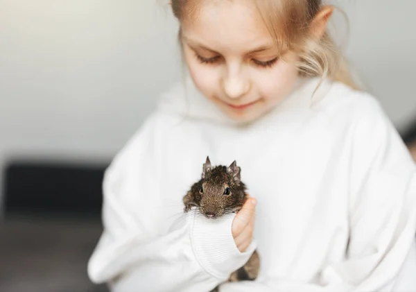 Menina Brincando Com Esquilo Degu Chileno Bonito Bonito Animal Estimação — Fotografia de Stock