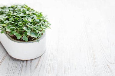 Evde mikroyeşil turp filizleri yetişiyor. Vegan ve sağlıklı gıda konsepti.