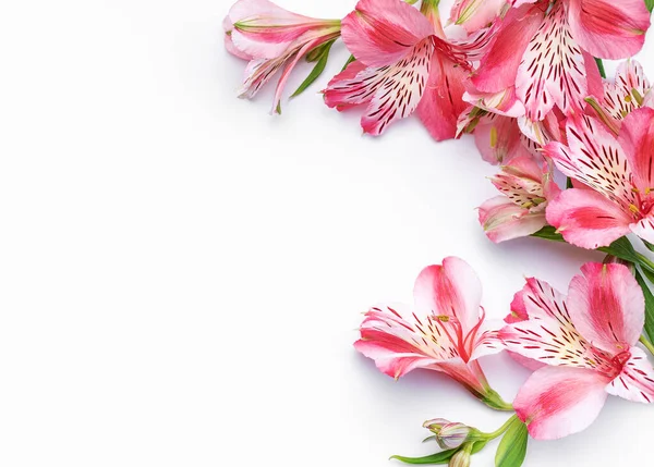 กรอบส าหร อความแสดงความย บดอกไม ของ Alstroemeria บนพ นหล ขาว การ — ภาพถ่ายสต็อก