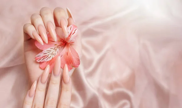 Elegant Pastellrosa Naturlig Manikyr Kvinnliga Händer Med Blommor Alstroemeria Rosa — Stockfoto