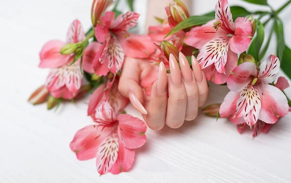 งเล บธรรมชาต ชมพ พาสเทลหร หรา ดอกไม Alstroemeria บนพ นหล งไม — ภาพถ่ายสต็อก