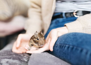 Şili degu sincabı ile oynayan genç bir kız. Çocuğun elinde oturan sevimli bir hayvan.