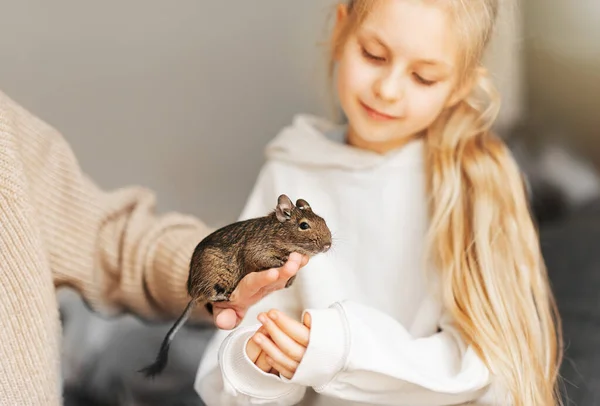 Jovem Brincando Com Esquilo Degu Chileno Bonito Bonito Animal Estimação — Fotografia de Stock