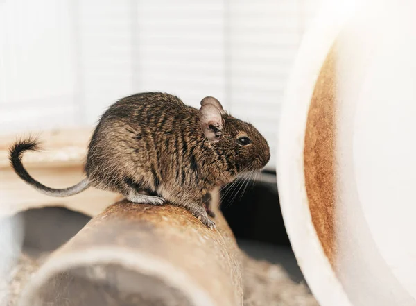 Esquilo Degu Animal Estimação Doméstico Pouco Bonito Mouse Cinza Degu — Fotografia de Stock