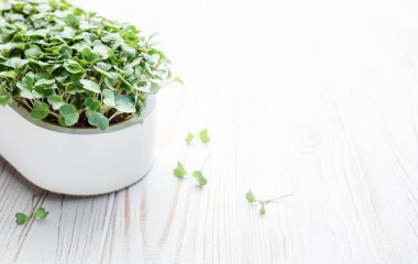 Evde mikroyeşil turp filizleri yetişiyor. Vegan ve sağlıklı gıda konsepti.