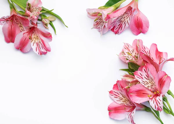 กรอบส าหร อความแสดงความย บดอกไม ของ Alstroemeria บนพ นหล ขาว การ — ภาพถ่ายสต็อก