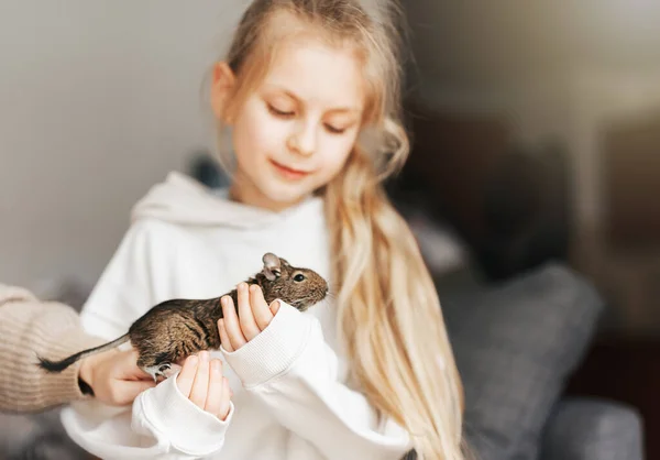 stock image Young girl playing with cute chilean degu squirrel.  Cute pet sitting on kid's hand