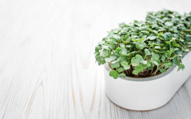 Evde mikroyeşil turp filizleri yetişiyor. Vegan ve sağlıklı gıda konsepti.
