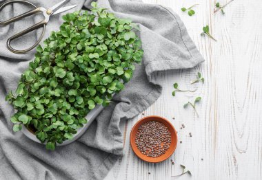 Evde mikroyeşil turp filizleri yetişiyor. Vegan ve sağlıklı gıda konsepti.