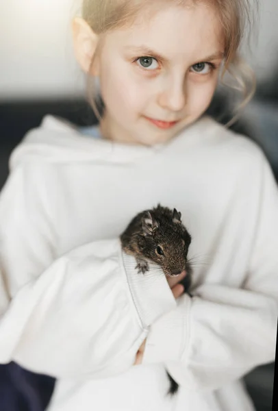 Pieni Tyttö Leikkii Söpöllä Chileläisellä Degu Oravalla Söpö Lemmikki Lapsen — kuvapankkivalokuva