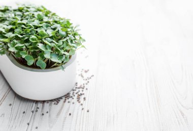 Evde mikroyeşil turp filizleri yetişiyor. Vegan ve sağlıklı gıda konsepti.