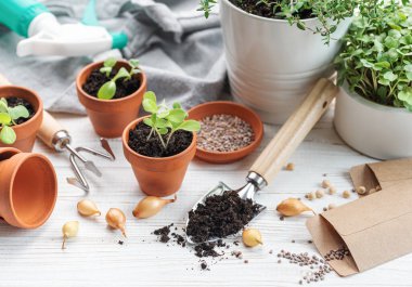 Bahçıvanlık konsepti, evde ekme. Tohum ekmek için bahçe aletleri ve malzemeler.