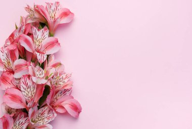 Tebrik metni çerçevesi, pembe arka planda Alstroemeria çiçekleri. Doğal renklerde tebrik kartı. Alstromeria içeren metinler için arka plan. Düz yatış, üst görünüm.