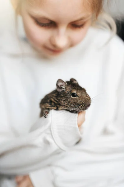 小女孩和可爱的幼稚园松鼠一起玩 可爱的宠物坐在小孩的手上 — 图库照片