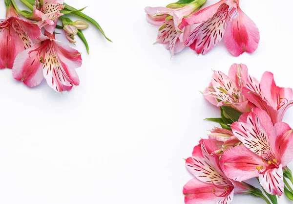 stock image Frame for the text of congratulations with  flowers of Alstroemeria on a white background. Greeting card with natural colors. Background for text with alstromeria. Flat lay, top view.