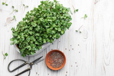 Evde mikroyeşil turp filizleri yetişiyor. Vegan ve sağlıklı gıda konsepti.