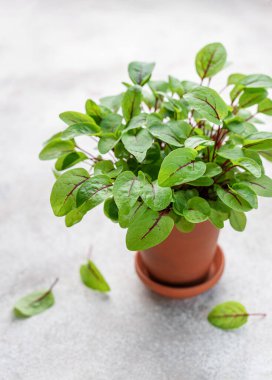 Gri beton bir arka planda taze kuş gülü mikroçayırları olan bir tencere. Sağlıklı beslenme. Mikro yeşillik yetiştirme.