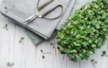 Evde mikroyeşil turp filizleri yetişiyor. Vegan ve sağlıklı gıda konsepti.