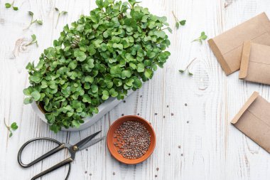 Evde mikroyeşil turp filizleri yetişiyor. Vegan ve sağlıklı gıda konsepti.