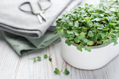 Evde mikroyeşil turp filizleri yetişiyor. Vegan ve sağlıklı gıda konsepti.