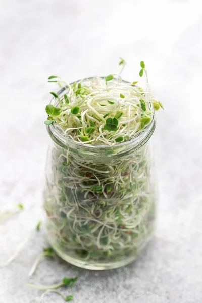 Purkissa Kasvatetut Mikrovihreät Terveellinen Syöminen — kuvapankkivalokuva