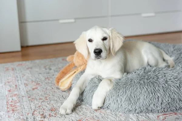 Golden Retriever Köpeği Köpek Yatağında Dinleniyor Hayvanı Stok Resim