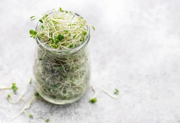 Purkissa Kasvatetut Mikrovihreät Terveellinen Syöminen — kuvapankkivalokuva
