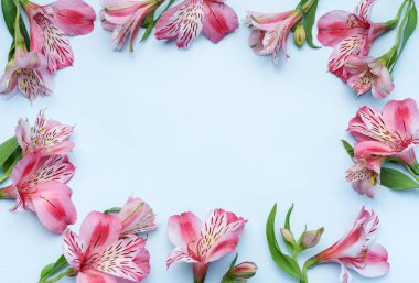 Mavi arka planda Alstroemeria çiçekleri ile tebrik metni çerçevesi. Doğal renklerde tebrik kartı. Alstromeria içeren metinler için arka plan. Düz yatış, üst görünüm.