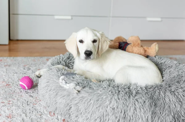 Een Puppy Van Een Golden Retriever Rust Een Hondenmand Thuis — Stockfoto