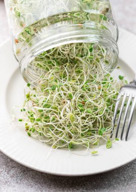 Kavanozda büyüyen mikro yeşiller. Sağlıklı Yeme