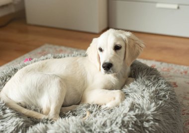 Golden retriever köpeği köpek yatağında dinleniyor. Ev hayvanı.