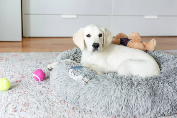 Een Puppy Van Een Golden Retriever Rust Een Hondenmand Thuis — Stockfoto