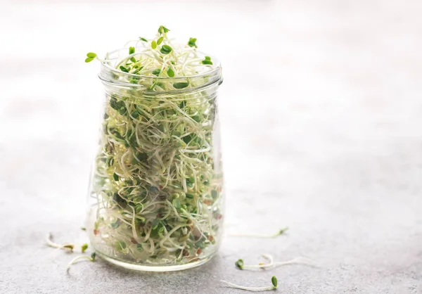 Microgreens Grown Jar Healthy Eating Royalty Free Stock Images