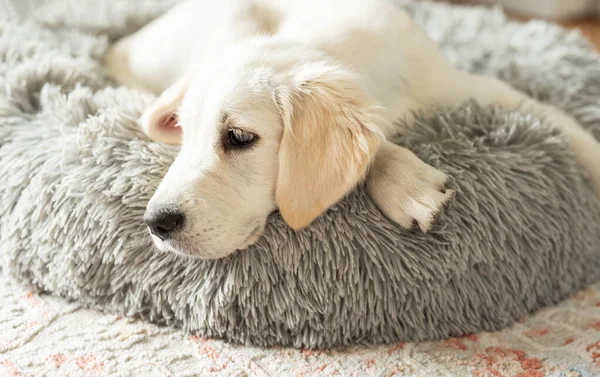黄金のレトリバーの子犬が犬のベッドで休んでいます 家のペット — ストック写真