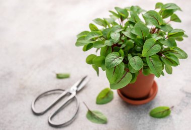 Gri beton bir arka planda taze kuş gülü mikroçayırları olan bir tencere. Sağlıklı beslenme. Mikro yeşillik yetiştirme.