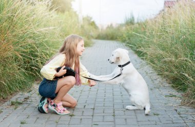 Köpek yavrusu Labrador Retriever ve küçük kız. Küçük kız Golden Retreeve ile oynuyor