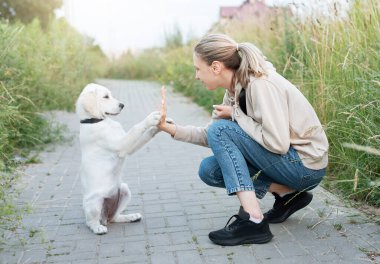 Köpek yavrusu Labrador Retriever ve genç kız. Golden Retreeve ile oynayan genç kız