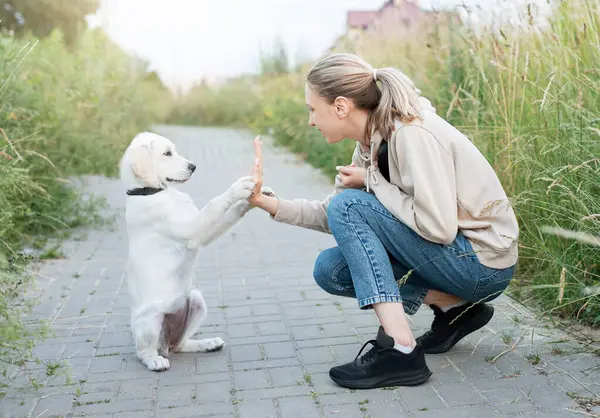 Valp Labrador Retriever Ung Jente Unge Jente Leker Med Gyllen – stockfoto