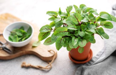 Gri beton arka planda taze kuş üzümleri. Sağlıklı beslenme. Mikro yeşillik yetiştirme.