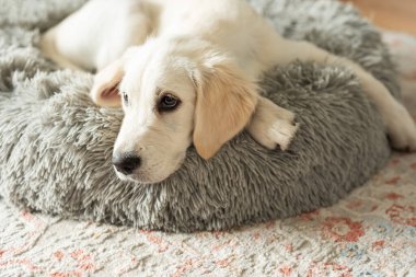 Golden retriever köpeği köpek yatağında dinleniyor. Ev hayvanı.