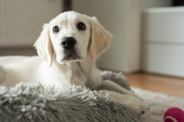 Golden retriever köpeği köpek yatağında dinleniyor. Ev hayvanı.