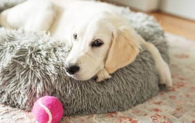 Golden retriever köpeği köpek yatağında dinleniyor. Ev hayvanı.